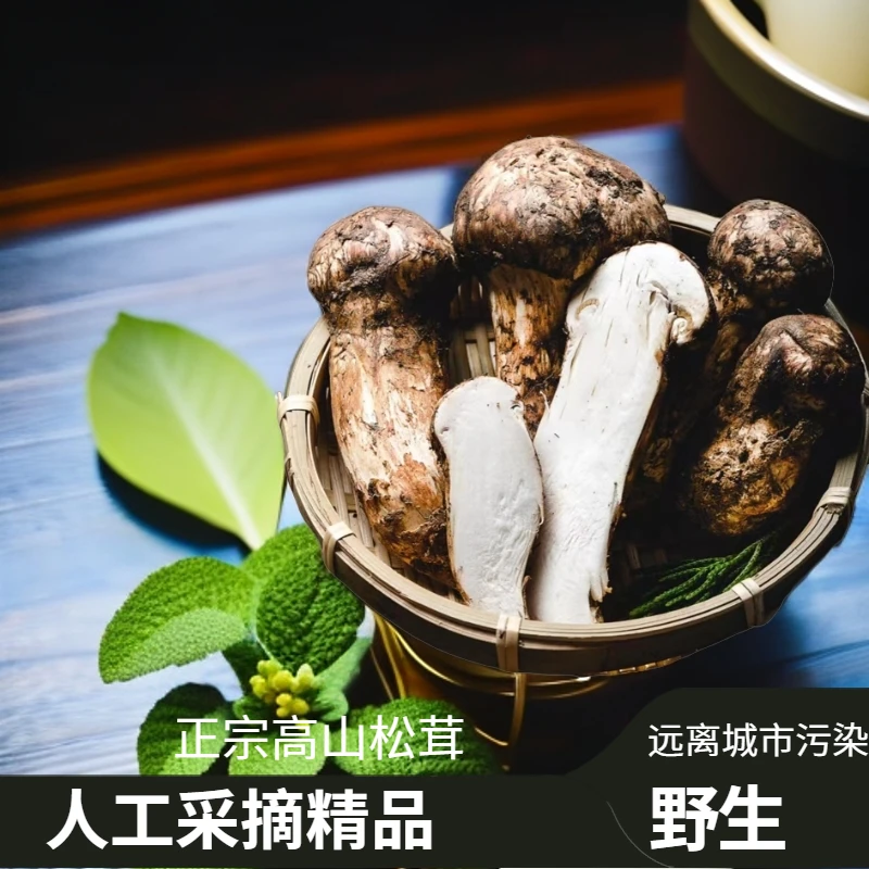 正宗高山松茸新鲜野生菌美味健康营养老少皆宜人工采摘精品