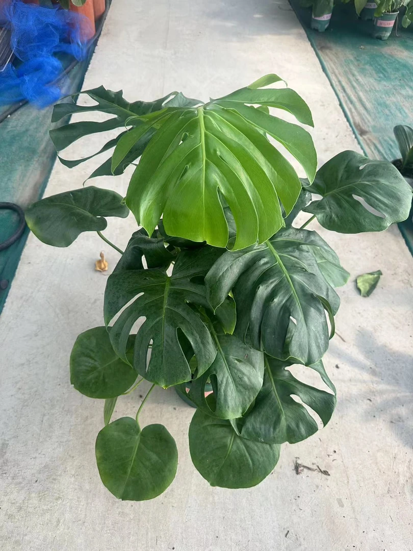 龟背竹室内绿植多株苗盆栽绿植大叶观叶植物大盆两加仑盆子