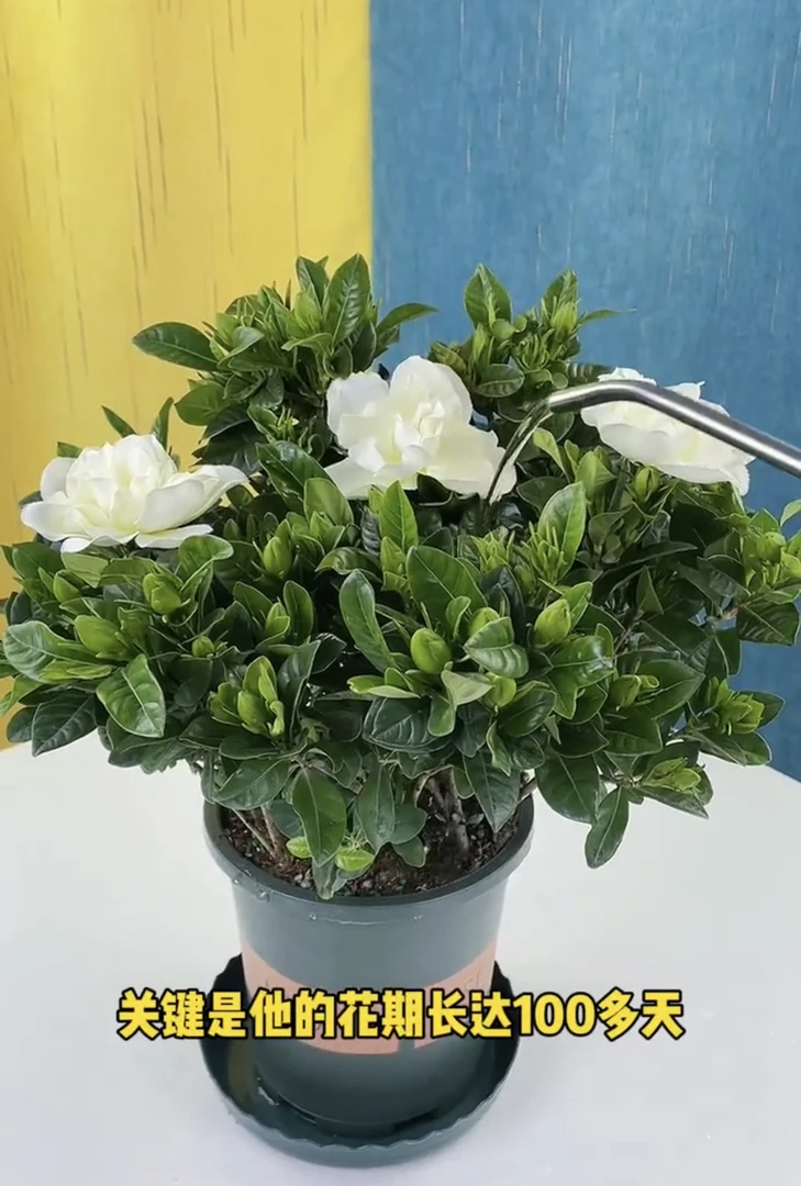 栀子花盆栽花卉大全带花带花苞室内绿植栀子花浓香比香水还要香