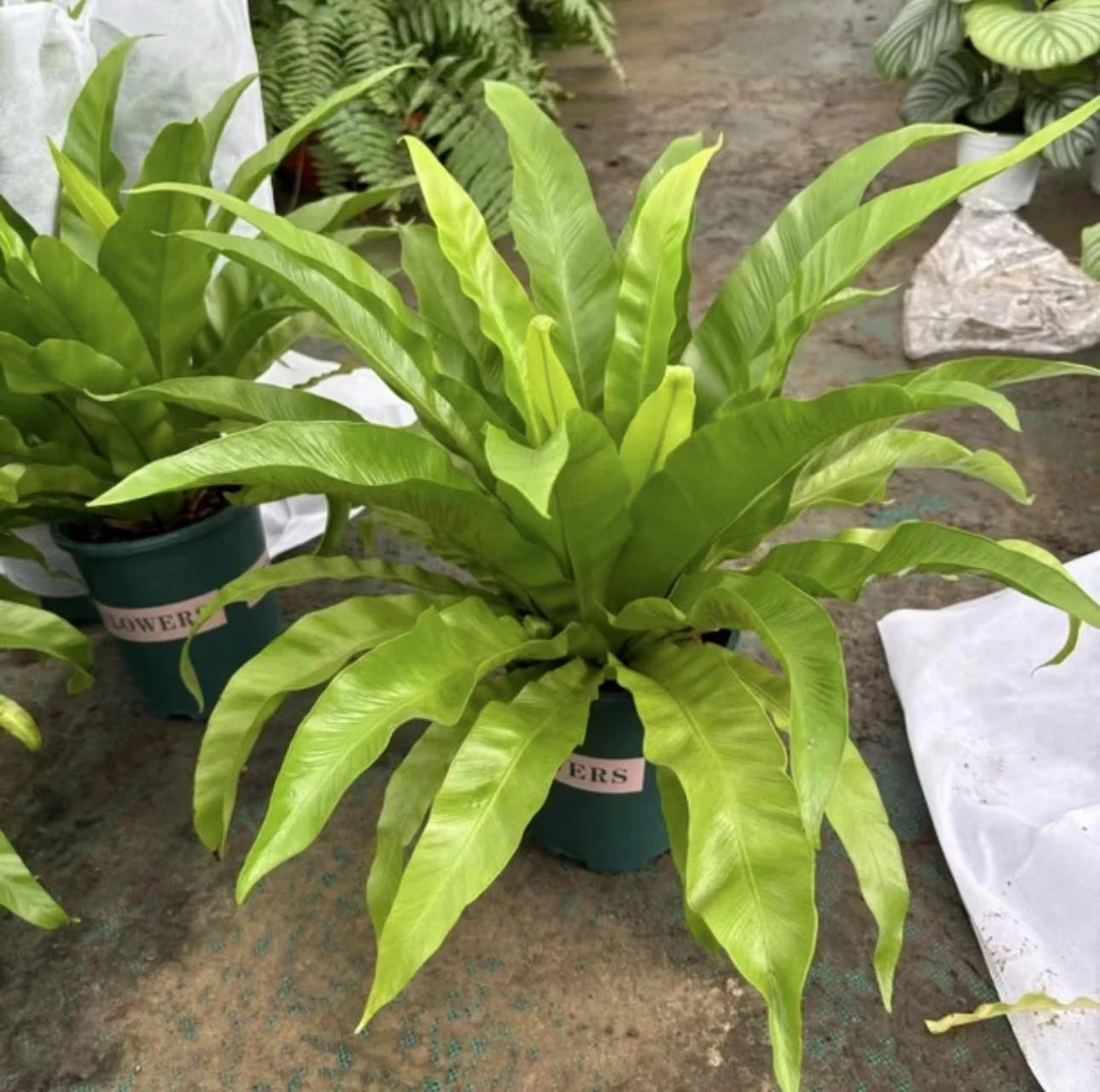 鸟巢蕨类植物喜阴
