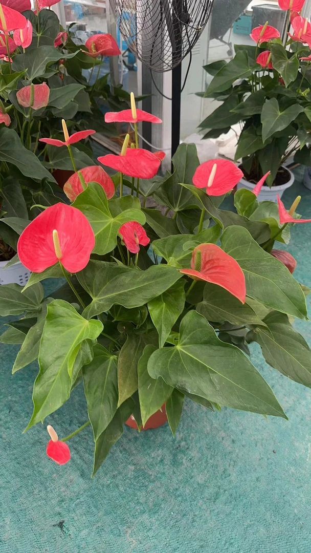 红掌，红成功，花超多五加仑盆子，室内办公室绿植。好养
