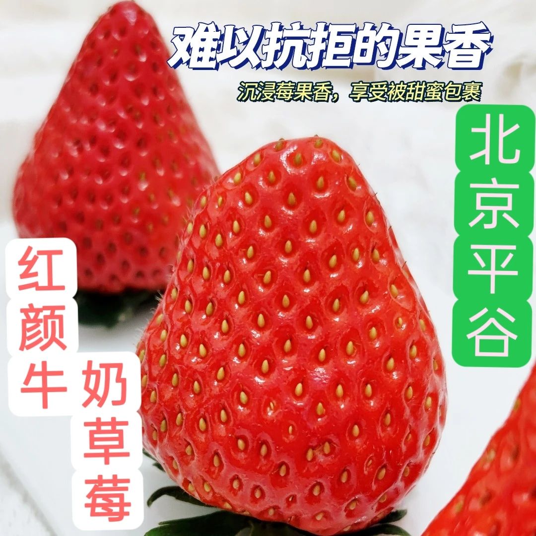 桃意浓 |北京平谷/红颜牛奶草莓/红颜九九/奶香浓郁甜美如初1/3斤