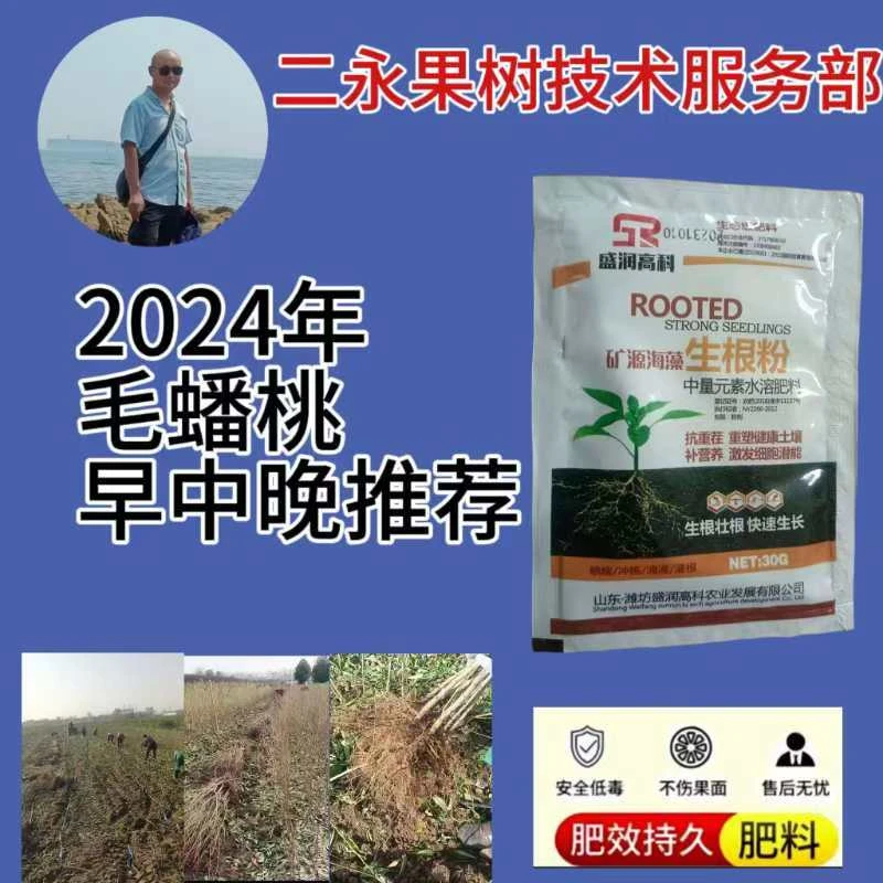 推荐(蟠桃)优质品种 12月份发  增产肥料