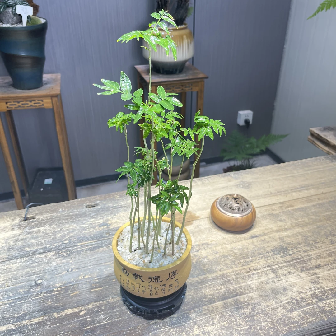 丛林无患菩提子盆景办公室茶室客厅室内好养盆栽