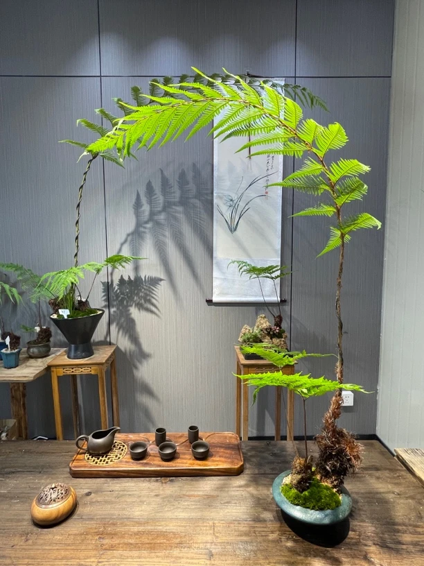 妙凌 | 蕨类植物 虹鳞蕨 凤尾蕨绿植盆景直播间一物一拍链接
