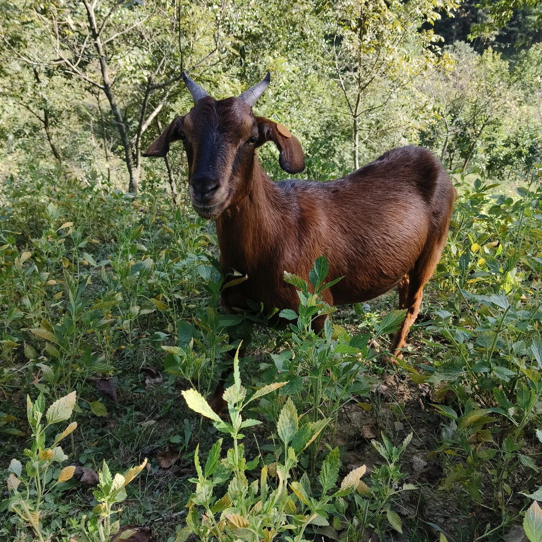 （四斤包邮）直播间现场称重改价）正宗散养南江黄羊跑山羊