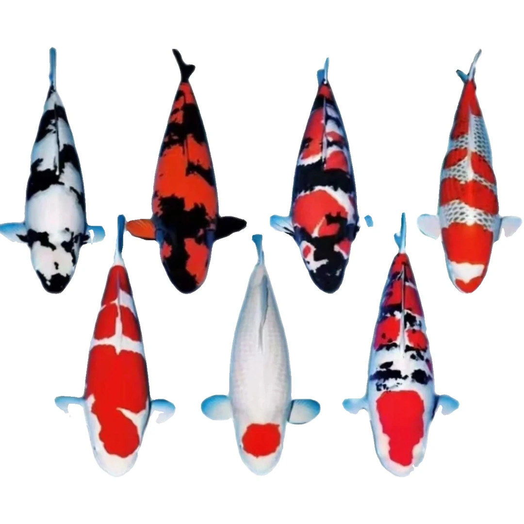 submarine/潜水艇潜水艇红白大正10-12cm三选