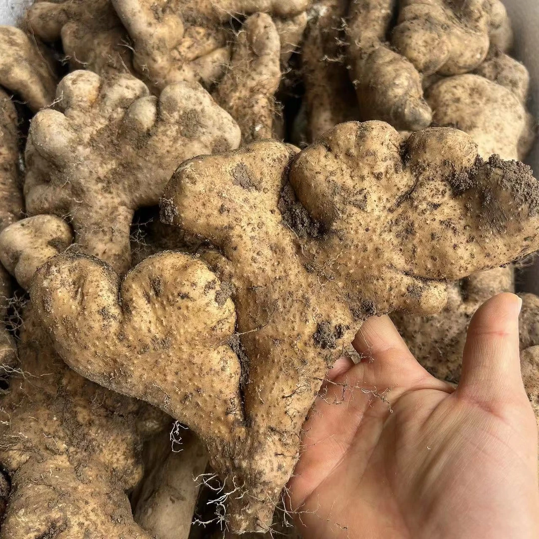 湖北武穴梅川蕲春特产佛手山药粉糯本地土山药非铁棍山药现挖3斤