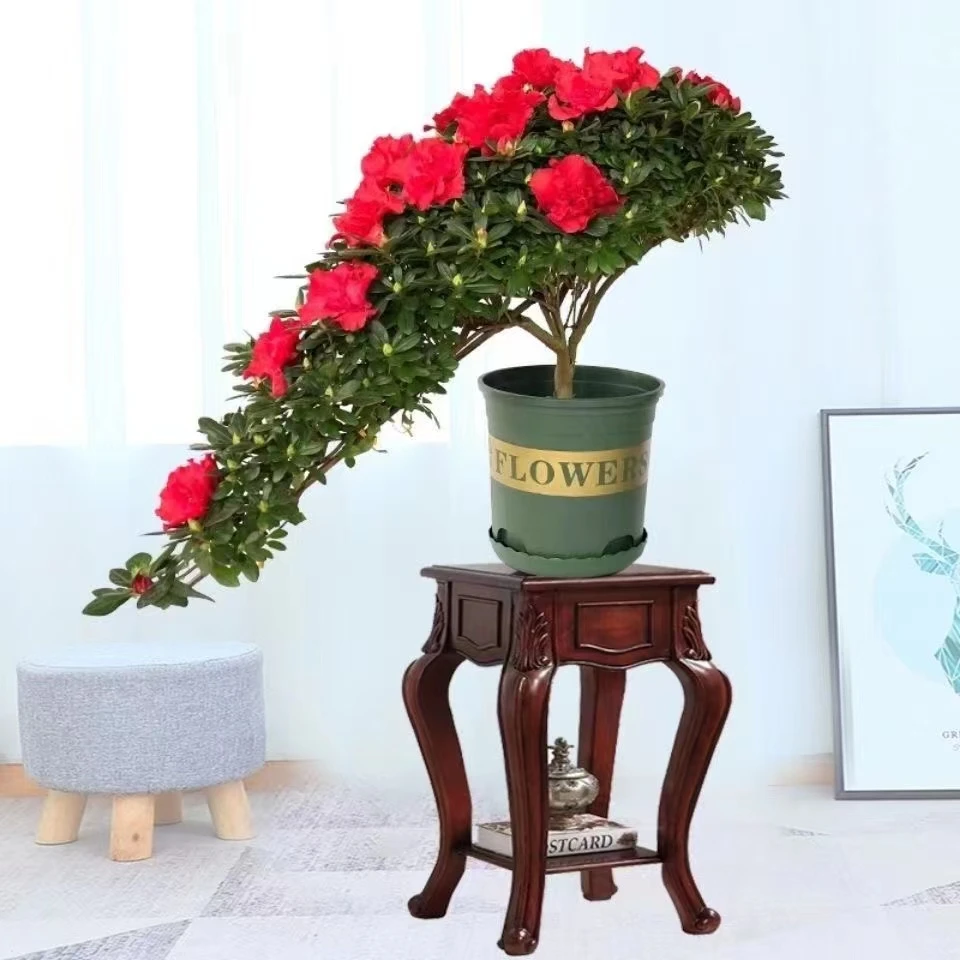 杜鹃花。悬崖造型。一物一拍偏远地区不包邮