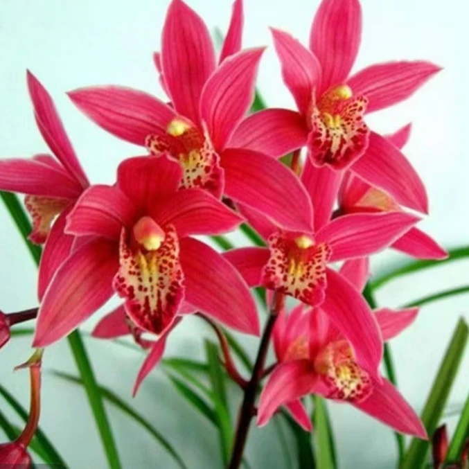 【中国红】 室内鲜花花卉好养绿植盆栽