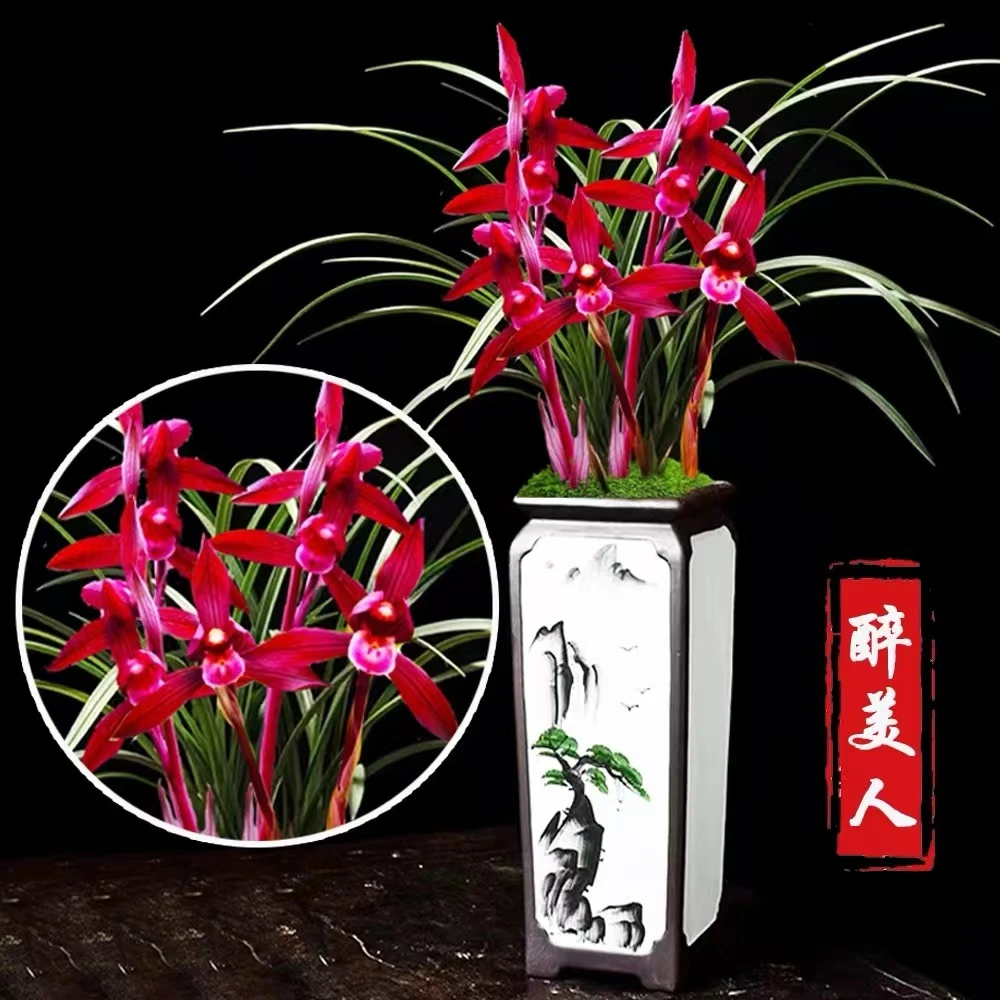 【醉美人】好养易活 兰花盆栽 开花浓香