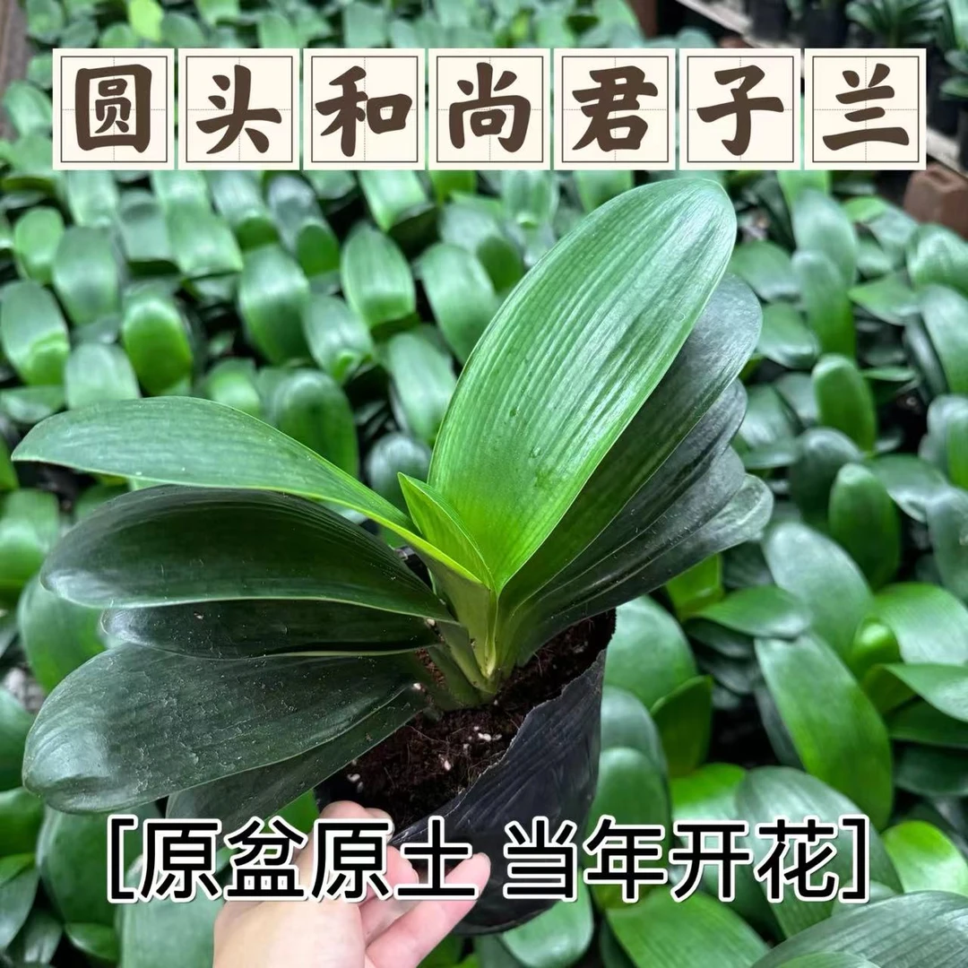 东北君子兰圆头和尚大苗当年开花原盆原土发货花卉绿植好养四季
