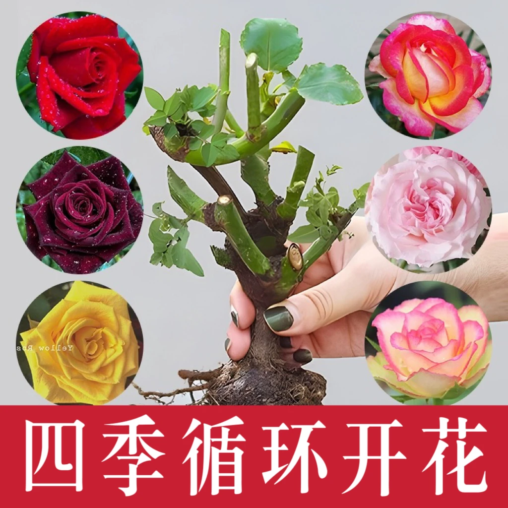 玫瑰花树苗老桩月季花苗老根耐寒四季开花室内外盆栽庭院