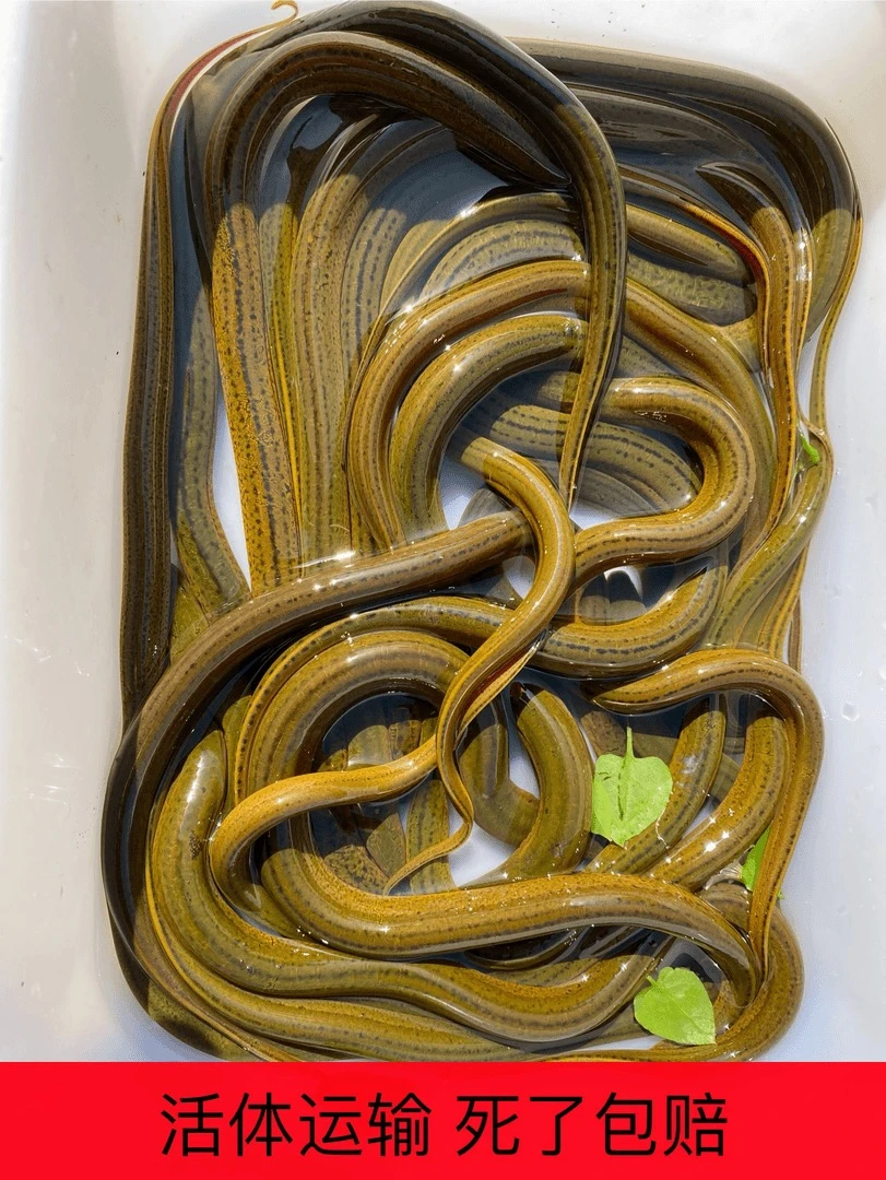 稻田鳝鱼（活体发货）包邮