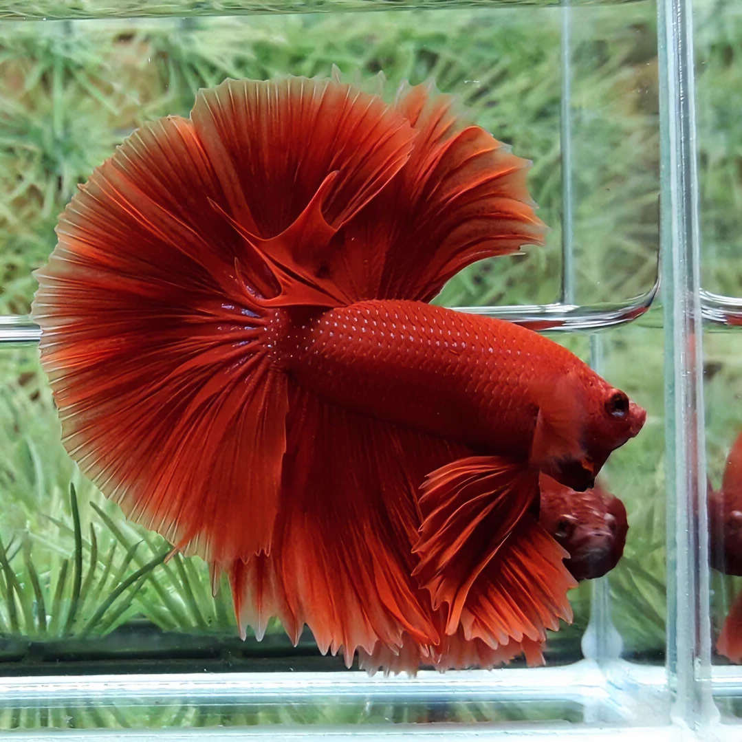 【73-96】泰国斗鱼活体半月淡水热带观赏鱼