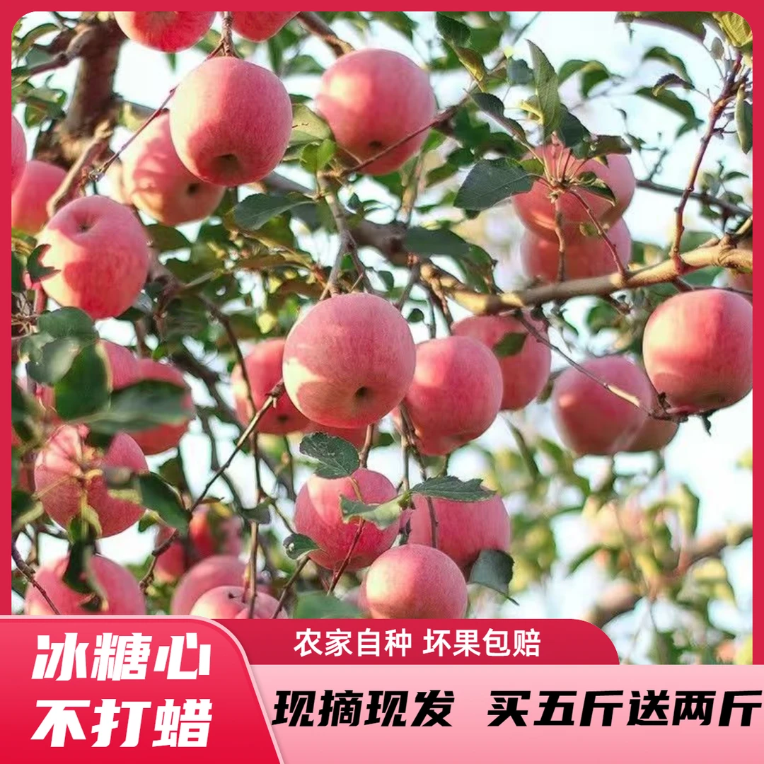 【脆甜红富士】2024新苹果现摘现发拍五斤送两斤新鲜发货坏果包赔