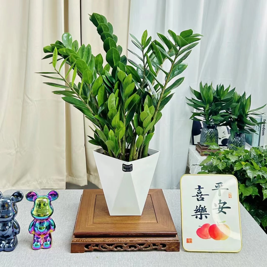金钱树基地直销客厅办公室净化空气翠绿懒人绿植花卉