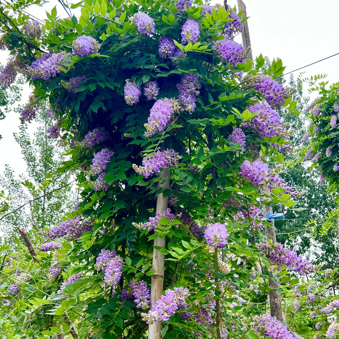 AM正版欧系紫藤多季开花，蓝月亮，当年开花全部带花芽发货藤本