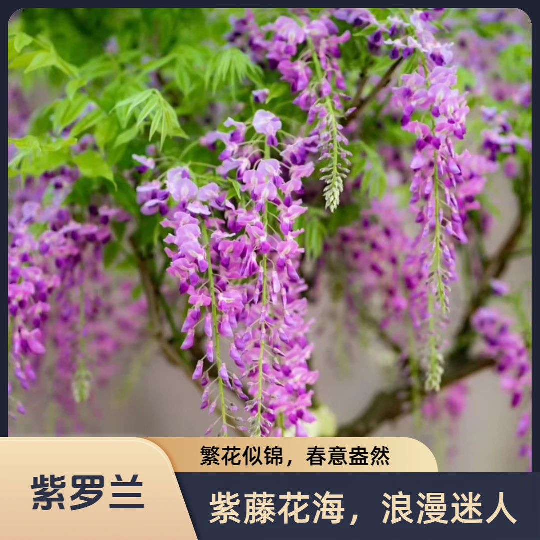 AM紫罗兰 日系长穗花 多花紫藤基地直发（直播间福利）