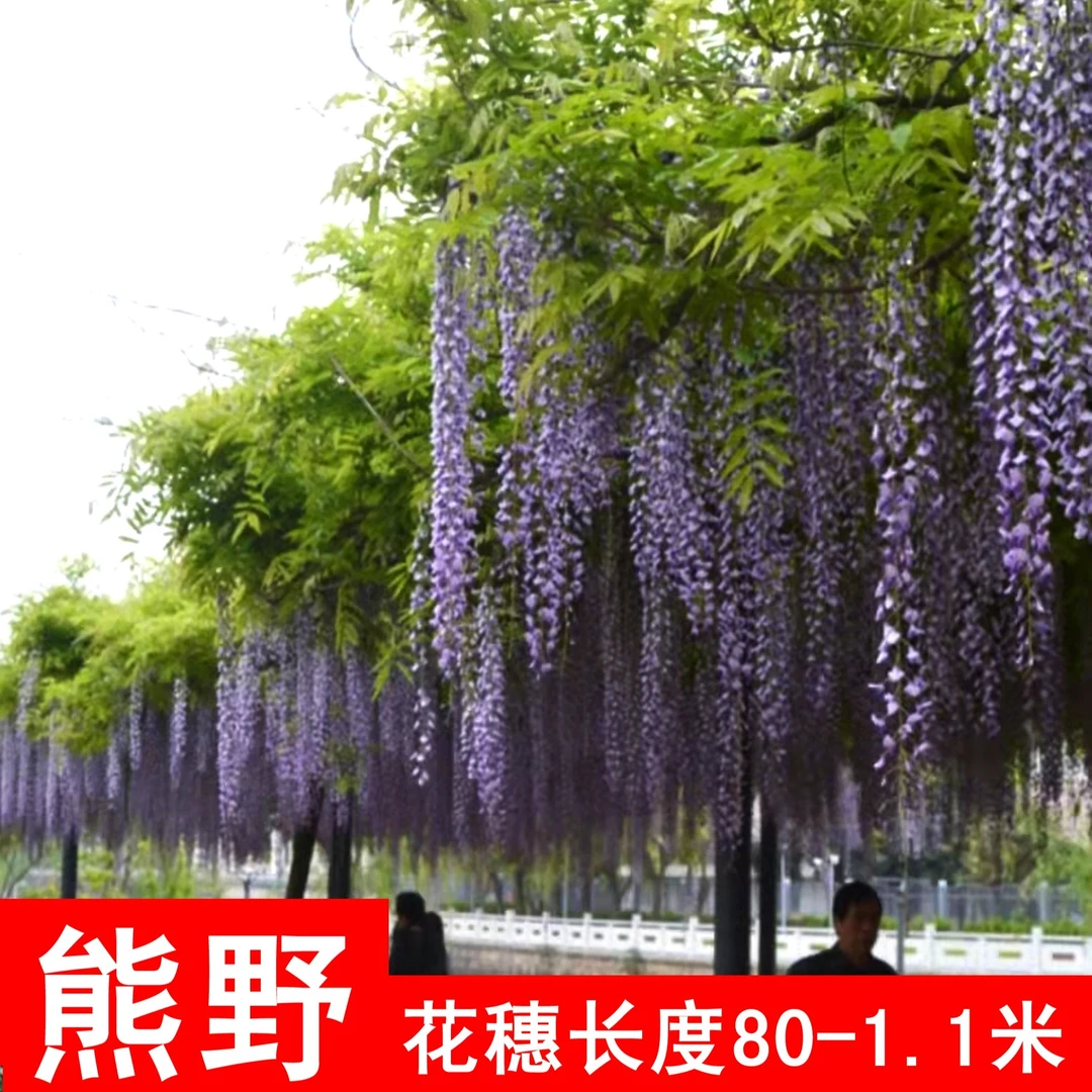 熊野（紫）  日系长穗多花紫藤基地直发包对版（一般次日发货）