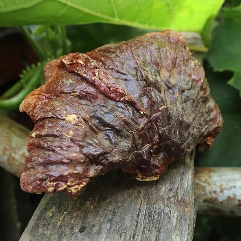 长白山道地 林下灵芝 100g   120g泡水煮水