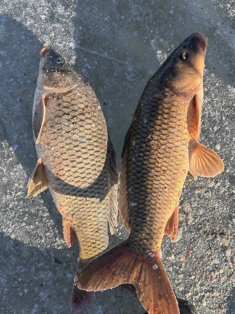 东北野生鲤鱼6斤