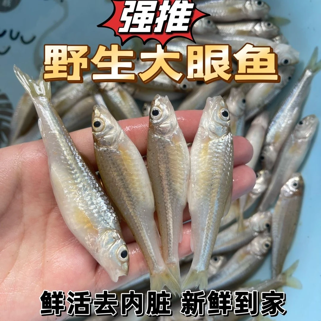 新鲜银鮈鱼肉鱼大眼鳊鱼鲜活现杀船丁鱼