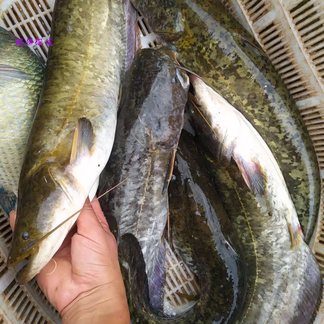 野生土鲶鱼活体到家