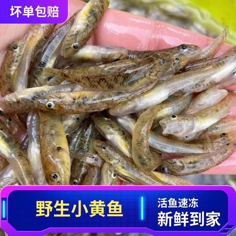 小黄鱼新鲜小石鱼淡水沙尖鱼山坑鱼笋壳鱼虾虎鱼鲜活速冻