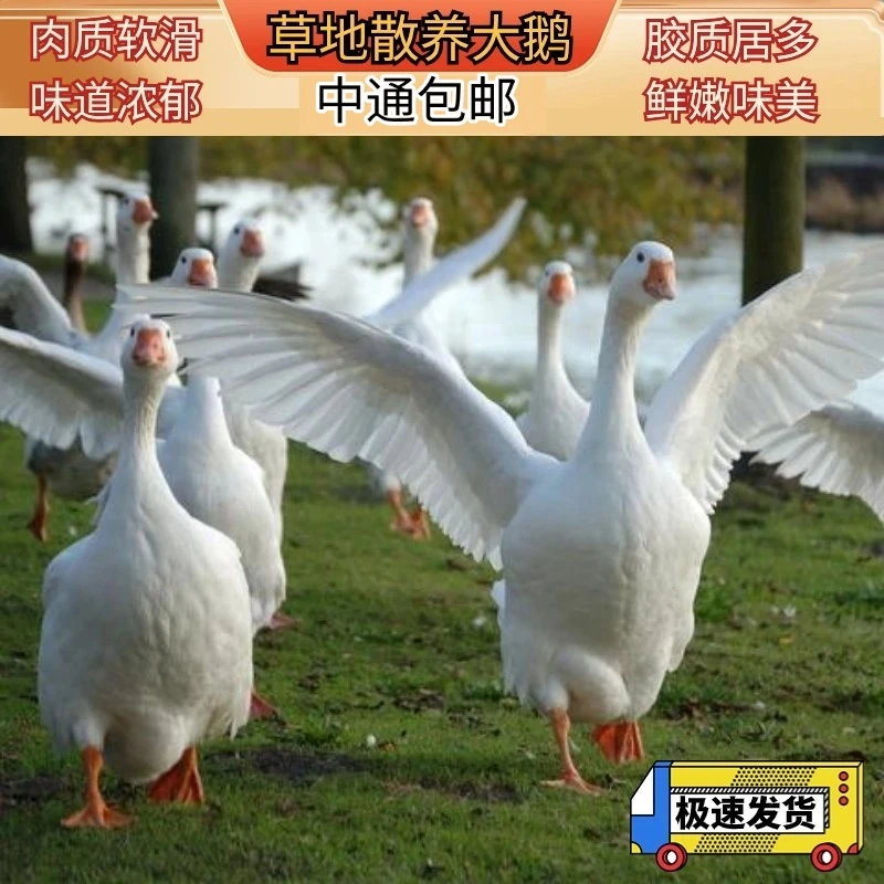 大鹅5-11斤中通包邮