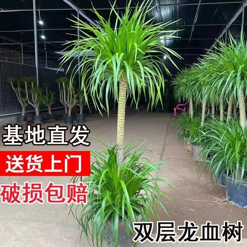1.6-1.7米龙血树基地直发大型客厅盆栽造型绿植雅致小清新