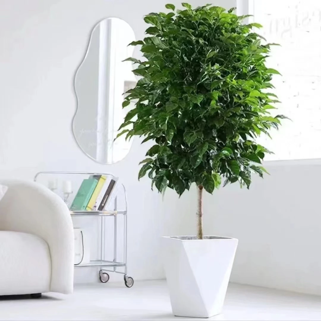 幸福树1.1~1.2米平安树绿宝粗杆老桩室内客厅落地款观叶绿植赠品