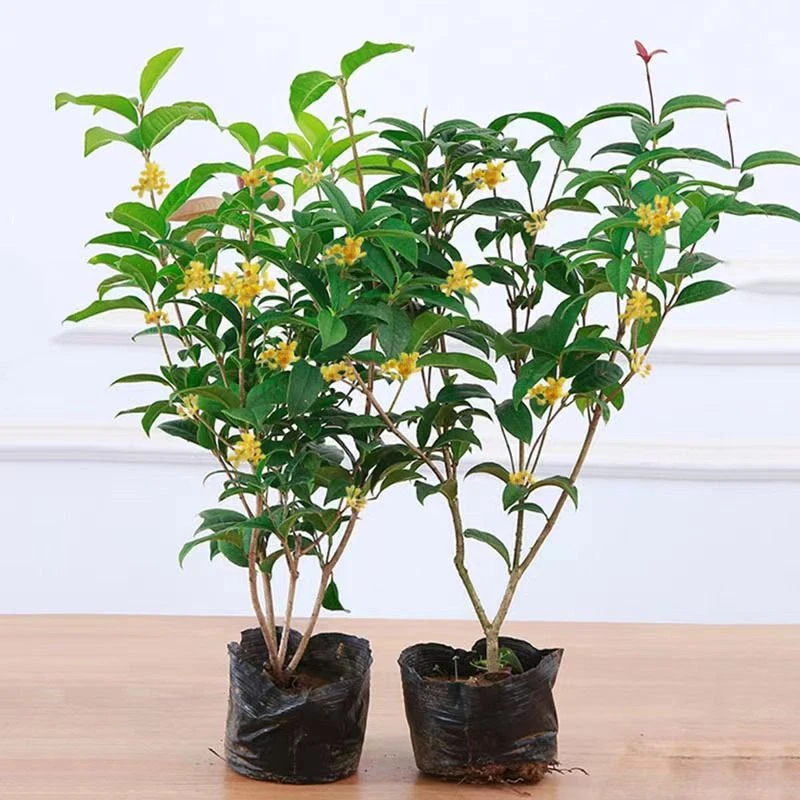 桂花树苗盆栽大型四季桂四季开花浓香型花卉庭院阳台植物好养盆栽