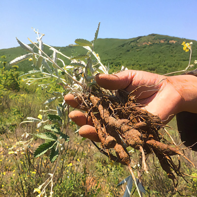 河南驻马店野生实物翻白草鸡腿草整颗带根新鲜现挖250克包邮1