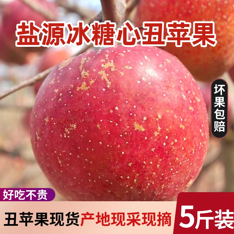 2024年盐源丑苹果冰糖心源生水果【小苹果】---苹果产地直播