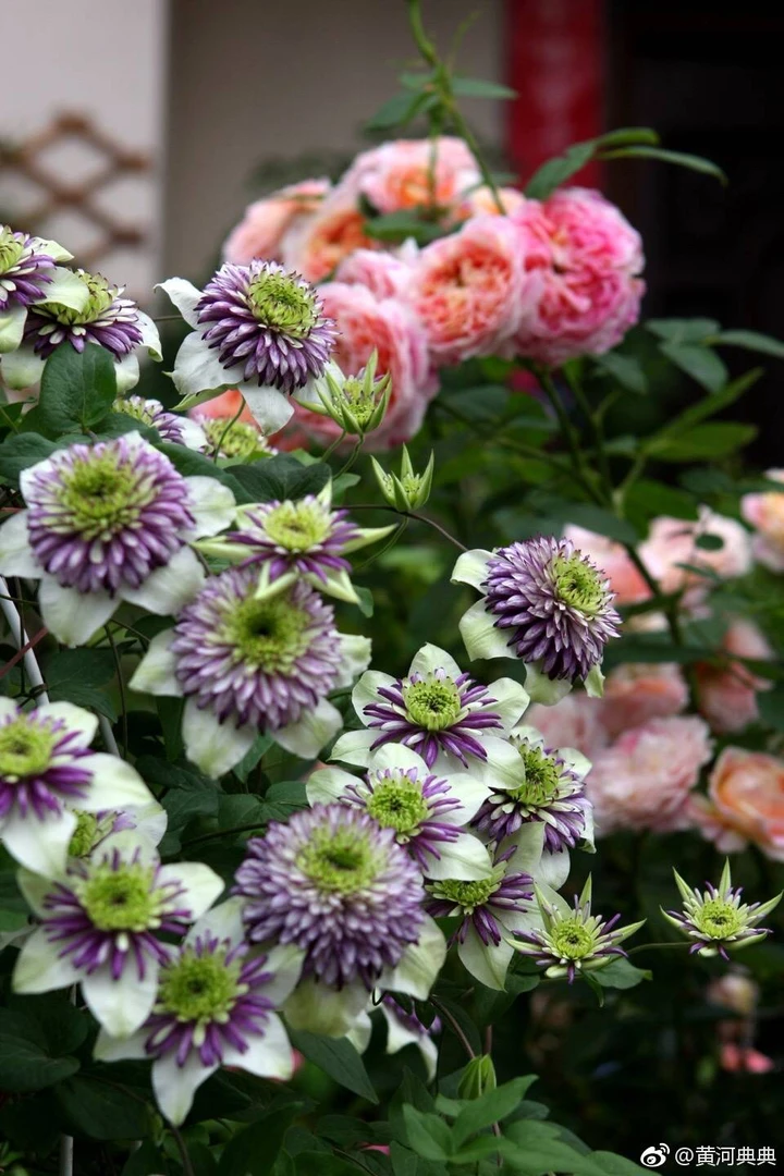蔚蓝园艺铁线莲F系（新幻紫）带土庭院阳台花卉藤本攀援植物季节