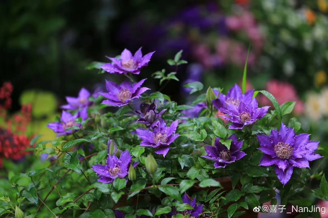 蔚蓝园艺铁线莲大道矮生（啤酒）带土庭院阳台花卉藤本攀援植物季节