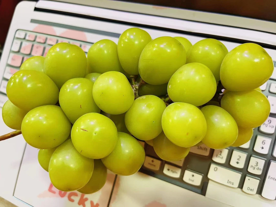 超甜云南阳光玫瑰提子