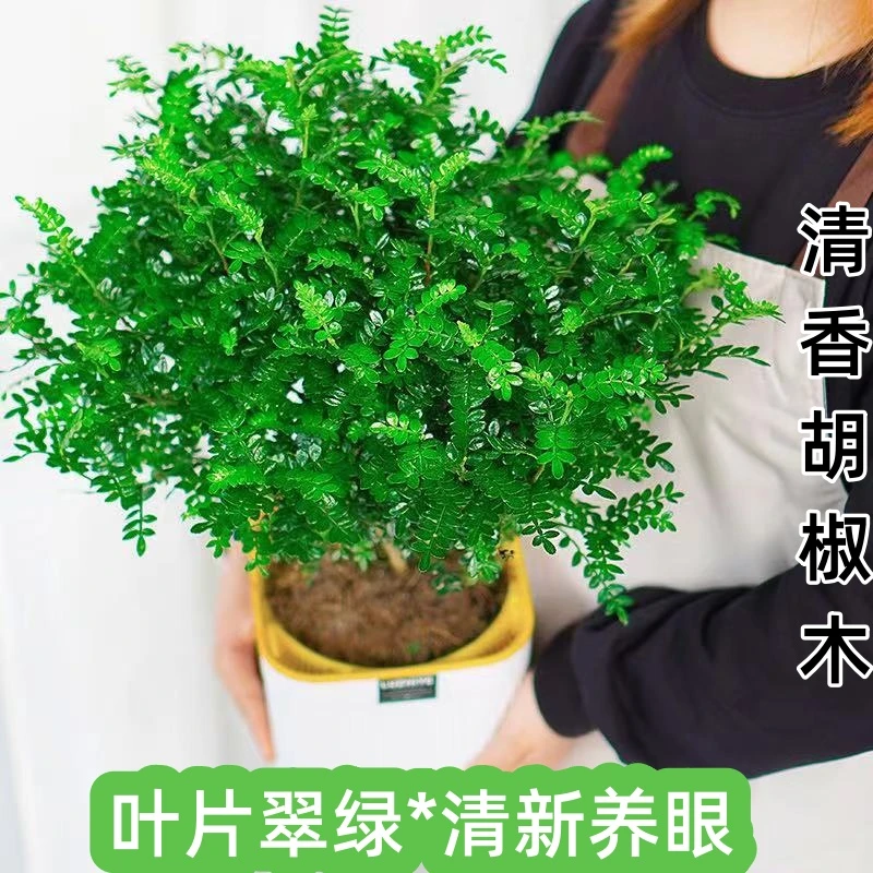 清香胡椒木盆栽室内客厅四季常青驱蚊草绿植物竹柏九里香花卉盆景