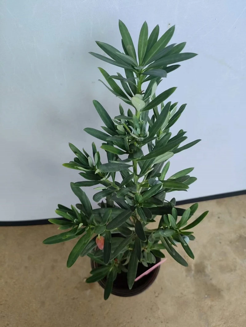 大理罗汉松五年原生苗雌株直播间一物一拍