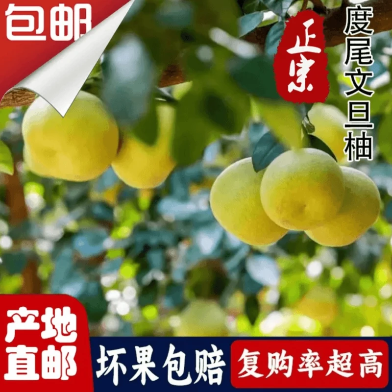 正宗度尾三十年老树红心文旦柚应季水果新鲜现摘孕妇酸甜时令柚子