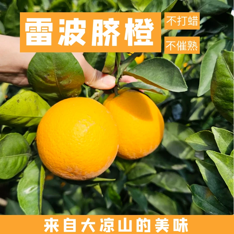 正宗雷波脐橙四川大凉山产地直销新鲜现摘果肉饱满鲜甜香细腻爆汁