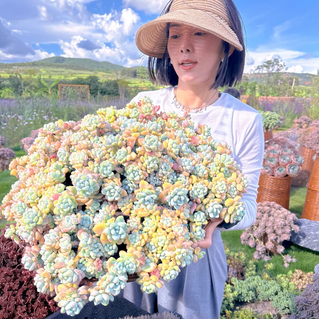 云漫多肉 地栽劳尔20-25cm 多肉植物 葡萄架地块