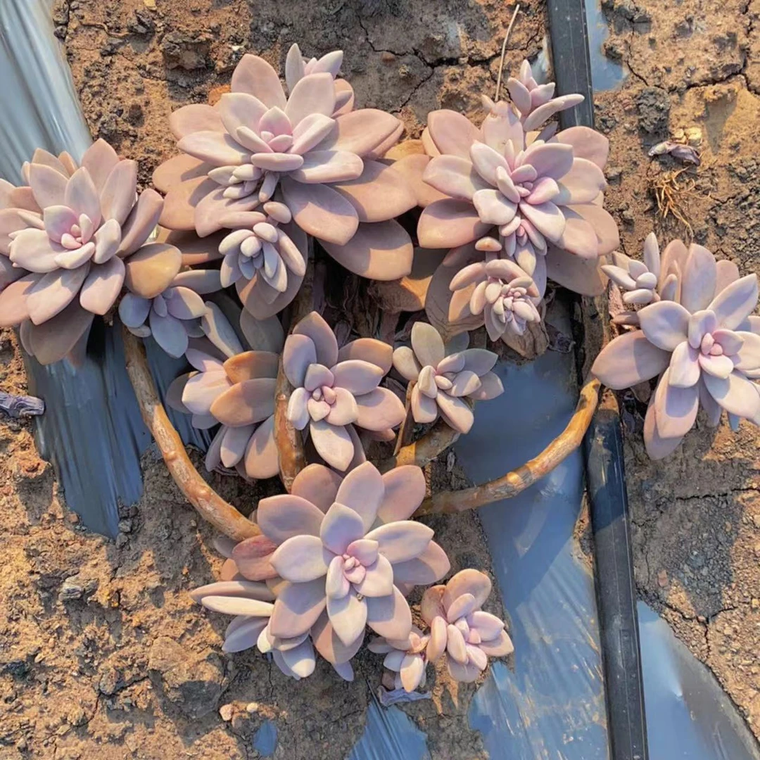 云漫多肉 地栽桃霜 35-40cm（晾根3-5天）