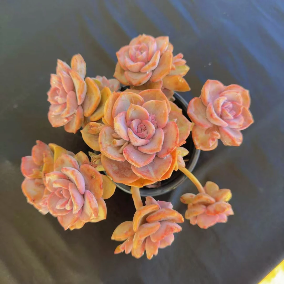 云漫多肉 盆栽彩虹糖飘枝 多肉植物  新手好养