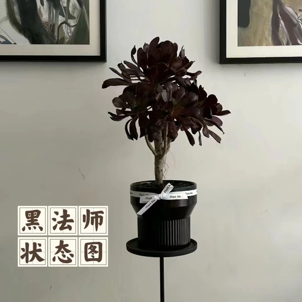 云漫多肉  地栽黑法师18-20cm  （晾根3-5天发货）