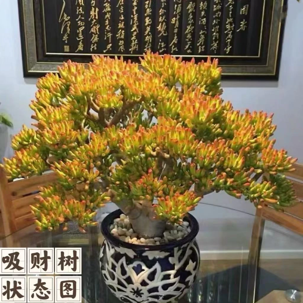 云漫多肉  大白盆吸财树高50cm+  168￥基地（晾根3-5天发货）