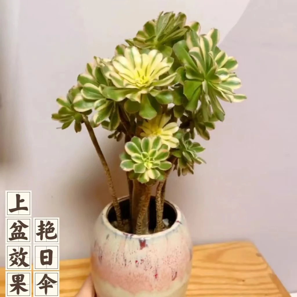 云漫多肉  地栽艳日伞法师  高20-25cm左右 法师多肉植物  村长家