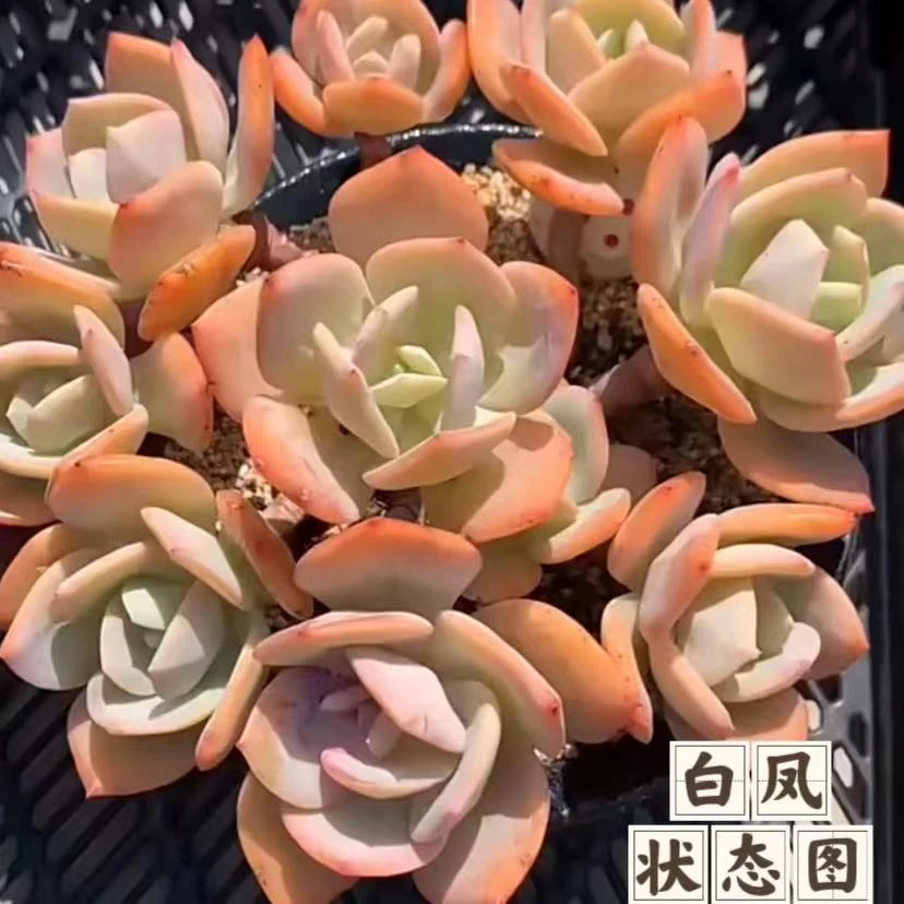 云漫多肉  地栽白凤群5-7头30cm  22.8￥大学城（晾根3-5天发货）
