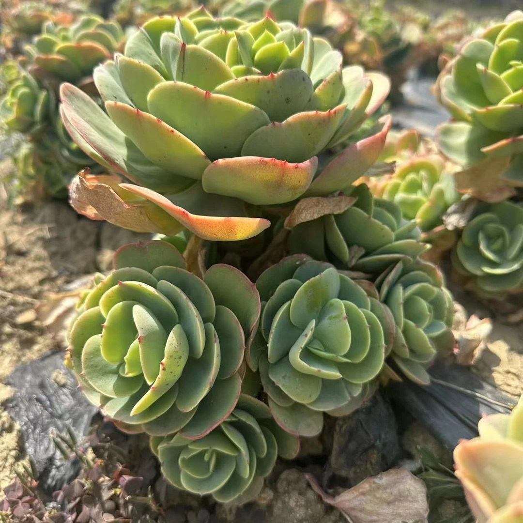 云漫多肉  地栽碧桃 多肉植物